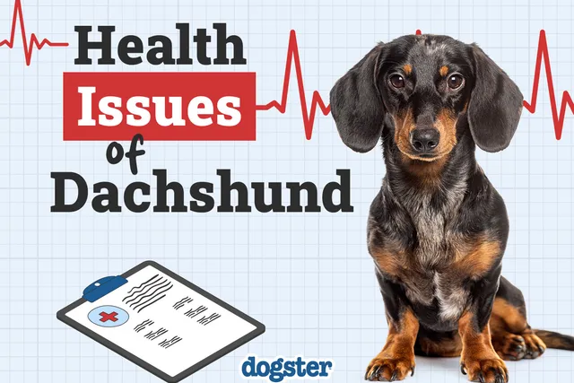 9 Common Dachshund Health Issues: Vet-Verified Overview