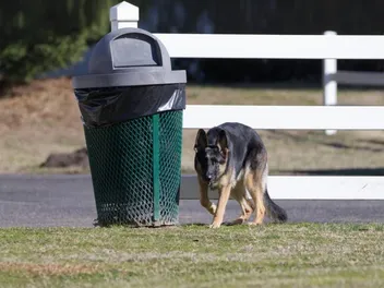 10 Great Tips on How to Dog-Proof a Trash Can: Vet-Approved Advice & Choices