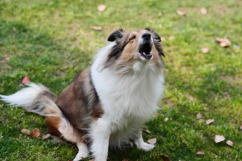Shetland Sheepdog barking outdoor