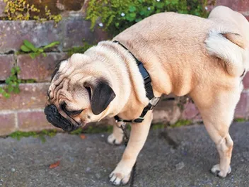 My Dog's Not Peeing, What Should I Do? (Vet Answer)