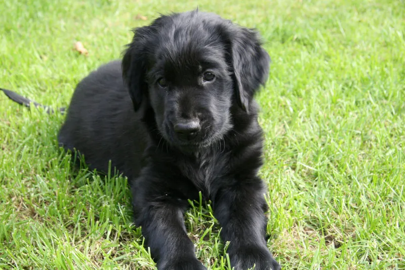 Flat-Coated Retriever puppy lying on grass