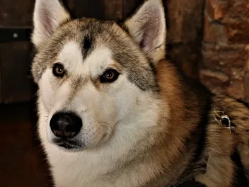 Tamaskan Dog Breed Guide: Info, Pictures, Care & More