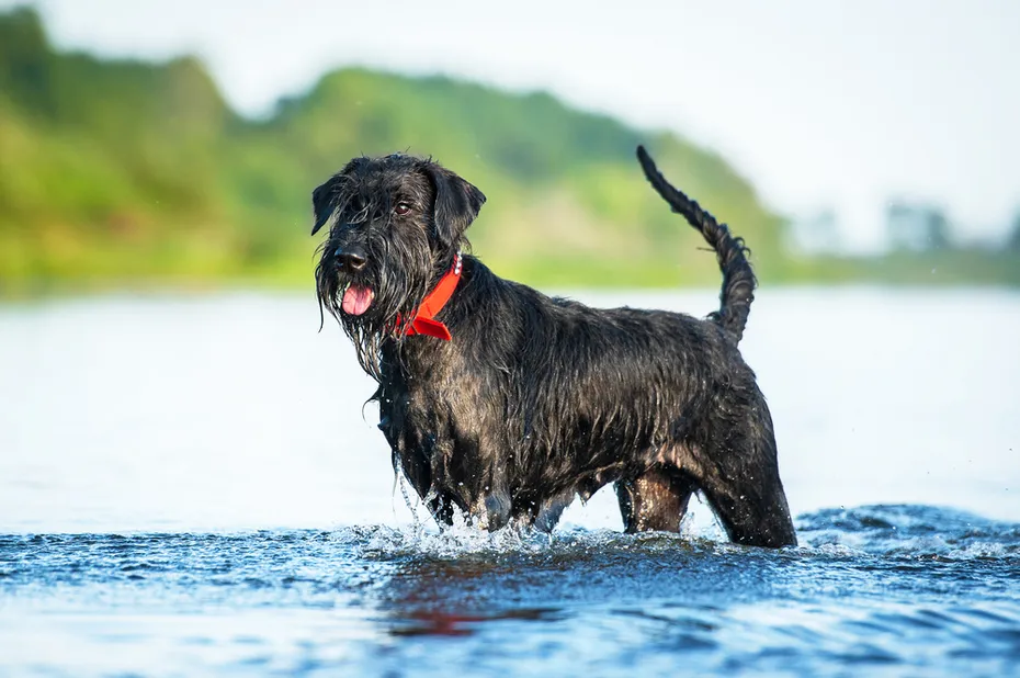 giant-schnauzer-standing-in-the-water