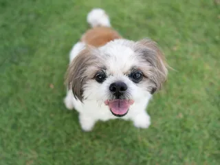 Do Dogs Have Souls? What The Evidence Tells Us