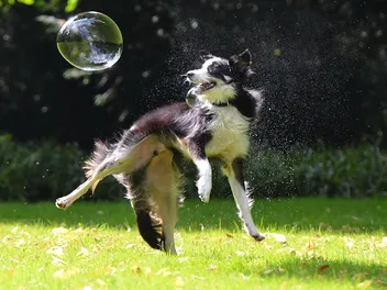 Best Bubble Machines for Dogs in 2026 – Reviews & Top Picks