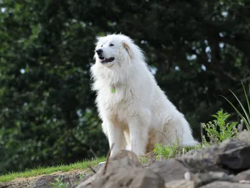 How Long Do Great Pyrenees Live? Vet-Verified Average Lifespan, Data & Care Guide