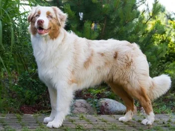 How Big Do Australian Shepherds Get? Average Weight & Growth Chart