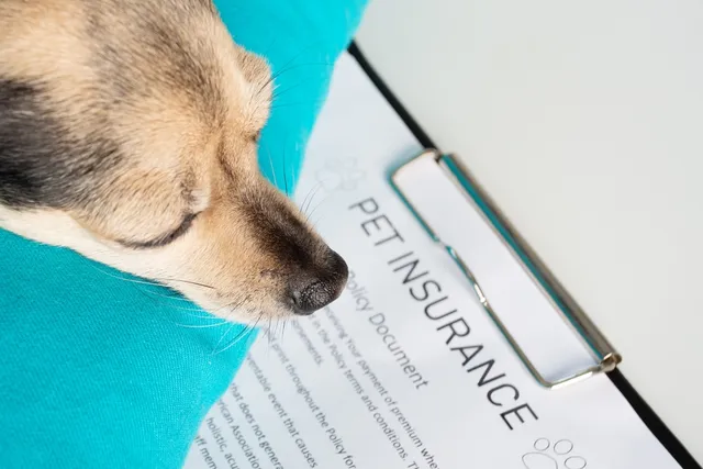$1 Billion in Pet Insurance Claims - Can You Afford Not to Be Insured?