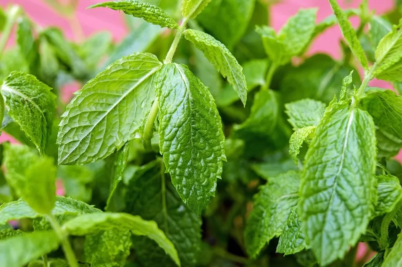 peppermint plants