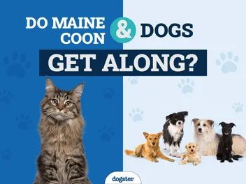 Do Maine Coons Get Along With Dogs? Vet-Reviewed Introduction & Safety Tips