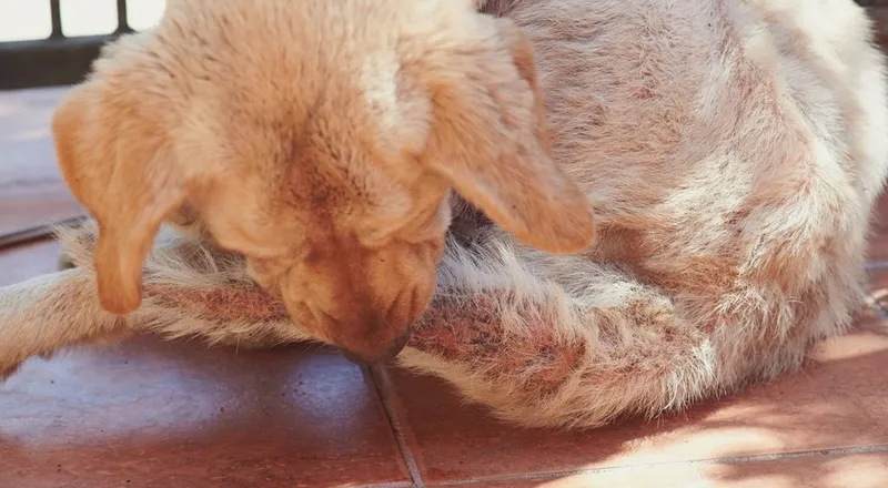 dog biting its tail