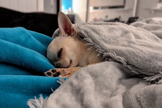 Chihuahua Sleeping Positions: Naptime Ned vs Bedtime Ned