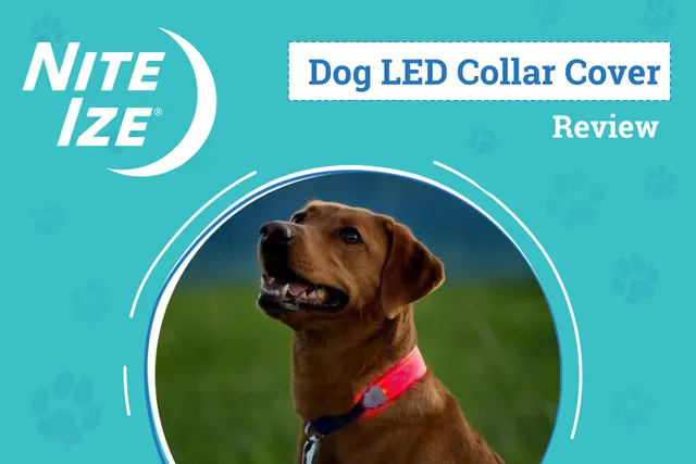 Nite Ize NiteDog® LED Collar Cover Review 2026: An Expert's Breakdown