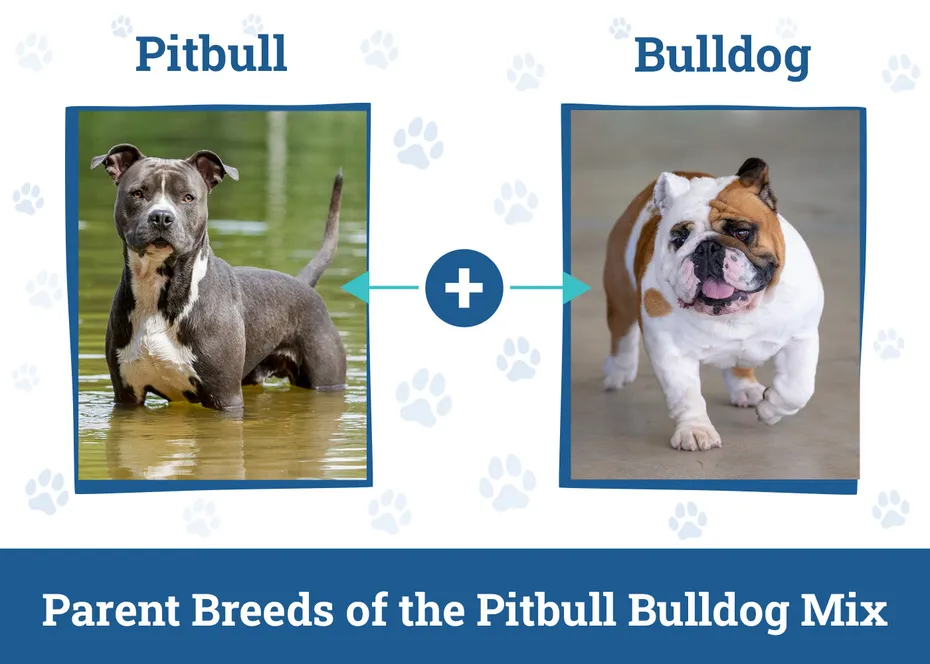 Parent Breeds of the Pitbull Bulldog Mix