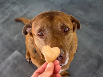National Treat Your Pet Day 2026: When It Is & How to Celebrate