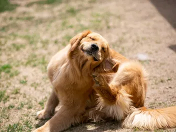 What to Feed Dogs With Itchy Skin: Our Vet Explains Ideal Options