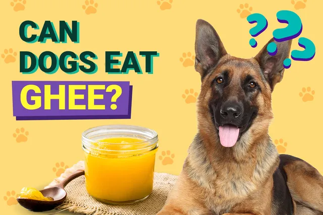 Can Dogs Eat Ghee? Vet-Approved Facts & FAQ
