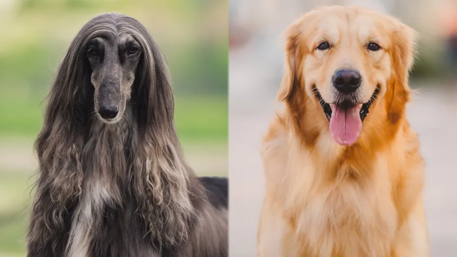 Parent Breeds of Afghan Retriever