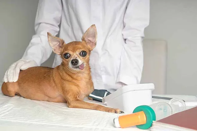 High Blood Pressure in Dogs (Systemic Hypertension): Causes, Signs & Treatments (Vet Answer)