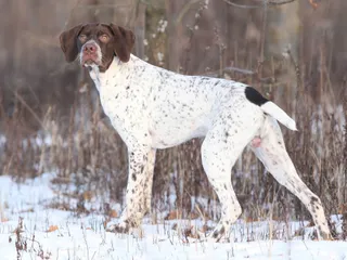 Braque Francais Dog Breed: Info, Pictures, Care & More
