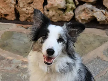 Mini Border Collie Dog Breed: Info, Pictures, Care Guide & More