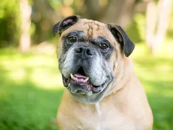 Victorian Bulldog Dog Breed: Info, Pictures, Care & More