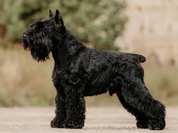 Black Miniature Schnauzer: Info, Pictures, Facts & History
