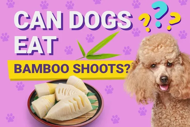 Can Dogs Eat Bamboo Shoots? Vet-Reviewed Facts & FAQ