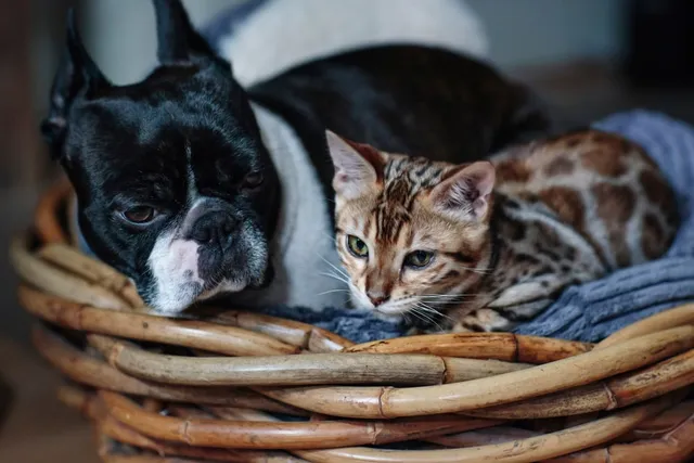 Will a Boston Terrier Be Good With a Cat? Introduction Tips & Tricks