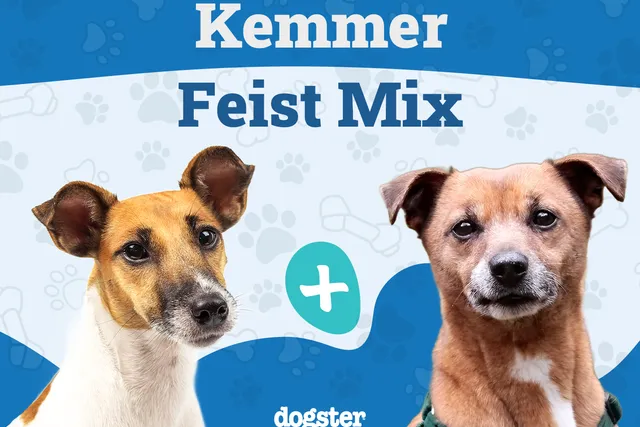 Kemmer Feist Dog Breed Guide: Info, Pictures, Care & More