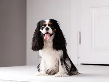 Vet-Verified Pros & Cons of Cavalier King Charles Spaniels: What to Consider Before Bringing One Home