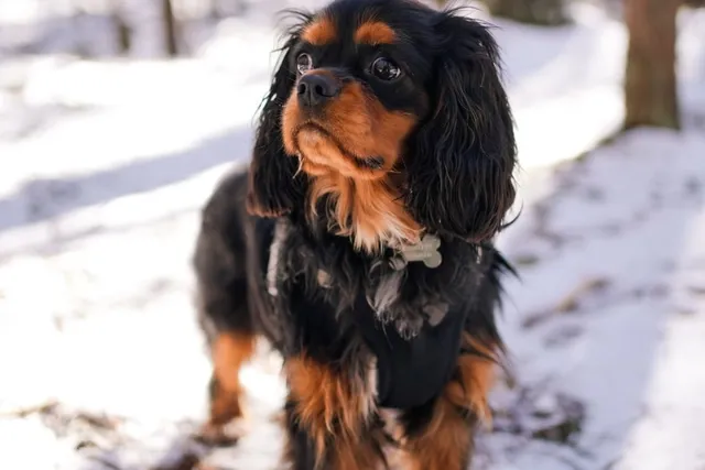 Black & Tan Cavalier King Charles Spaniel: Info, Pictures, Origin & History