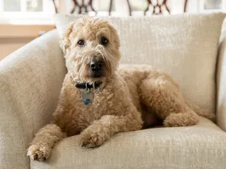 Soft Coated Wheaten Terrier: Info, Pictures, Facts & Traits