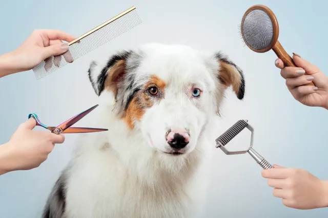 What Dog Breeds Should Not Be Shaved? Vet-Verified Facts & FAQ