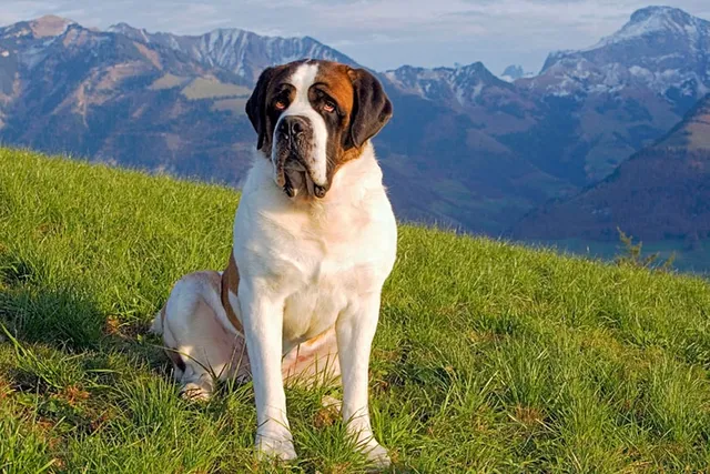 How Long Does a St Bernard Live? Vet-Verified Lifespan, Data & Care Guide