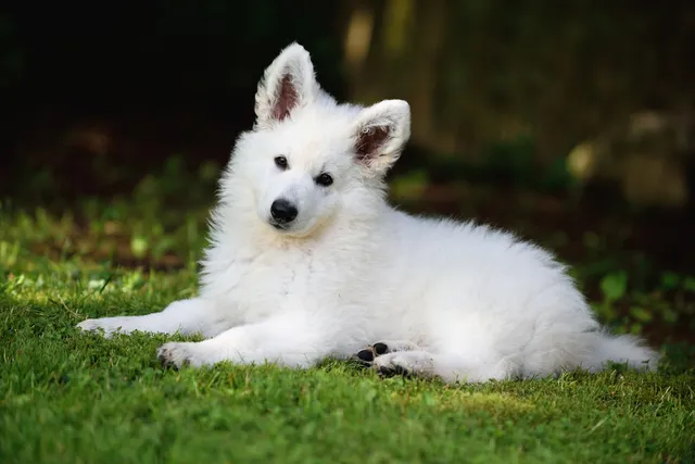 10-Week-Old Puppy: Vet-Verified Behaviors, Development & Care Guide