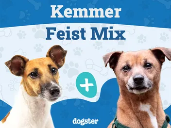 Kemmer Feist Dog Breed Guide: Info, Pictures, Care & More
