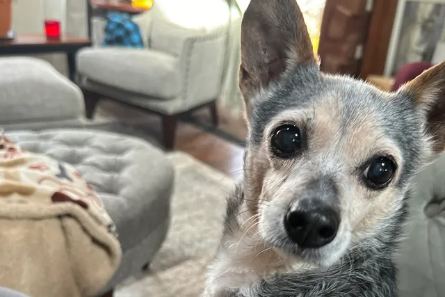 Audacious Side-Eye & Other Subtle Ways That Pip Shows Hate Toward Me