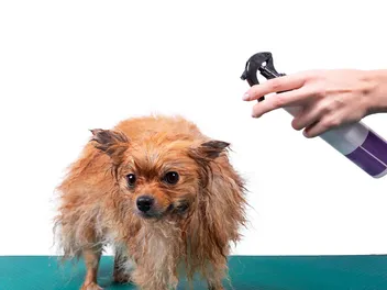 10 Best Leave-In Conditioners for Dogs in 2026 - Reviews & Top Picks