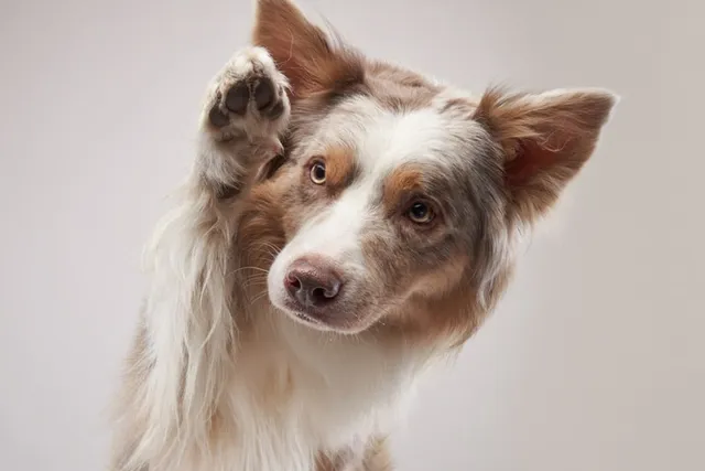 Why Do Dogs Lift One Paw? 6 Vet-Verified Reasons