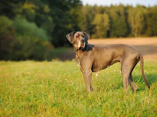When Should I Spay or Neuter My Great Dane? Vet Approved Facts