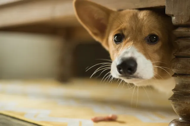 How to Calm a Dog During Fireworks: 12 Vet-Approved Tips