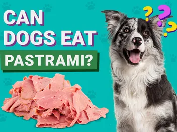 Can Dogs Eat Pastrami? Vet-Reviewed Dietary Guidance