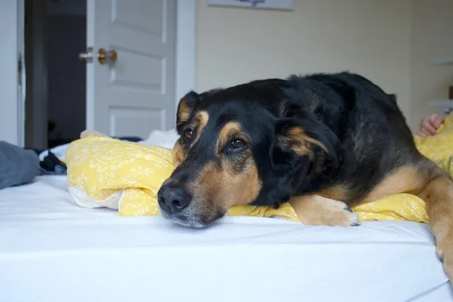 Beagleman (Beagle & Doberman Pinscher Mix): Info, Pictures, Care & More
