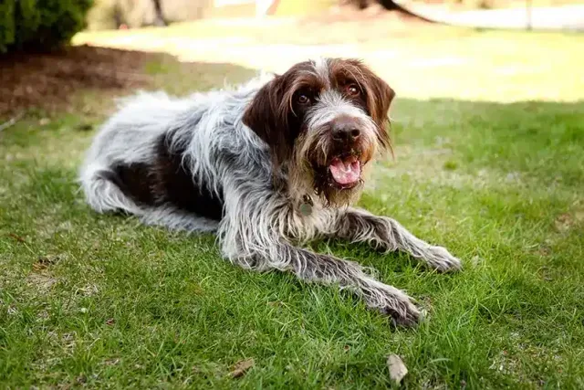 Wirehaired Pointing Griffon: Dog Breed Info, Pictures, Traits & Care