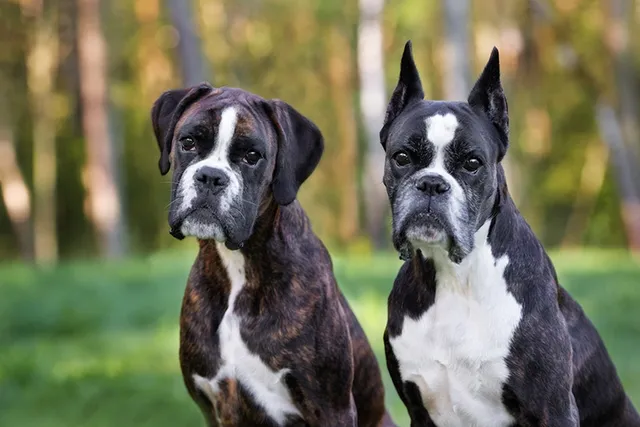Ear Cropping in Dogs & Why It’s Bad: Vet-Verified Facts