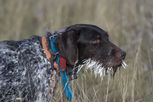 My Dog Was Quilled By a Porcupine, What Should I Do? (Vet Answer)