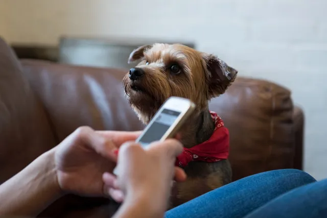 Do People Regret Getting a Dog? 11 Tips for Dealing with These Thoughts