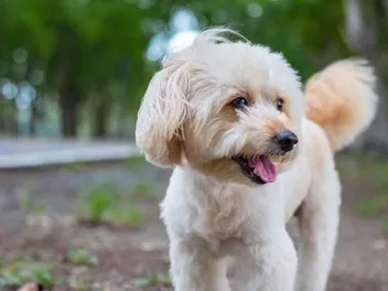 Rattle Dog Breed: Info, Pictures, Care & More