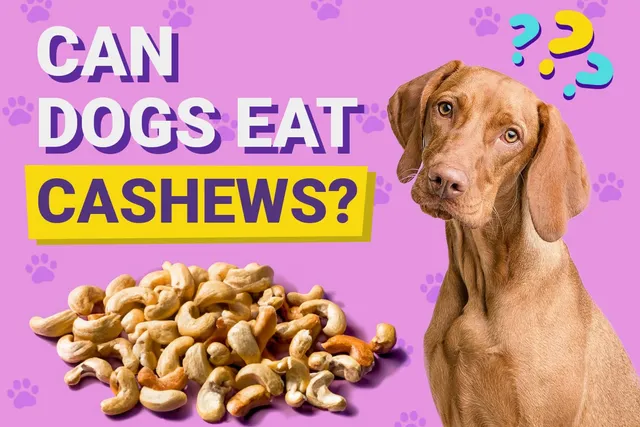 Can Dogs Eat Cashews? Vet-Approved Nutrition Facts